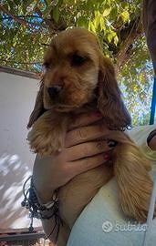 Cocker Spaniel cuccioli