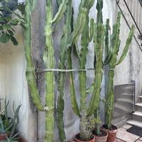 Pianta grassa cactus