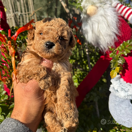 Barboncino toy maschio