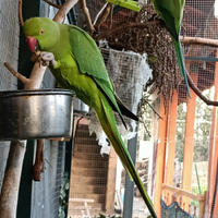 Parochetto dal colare