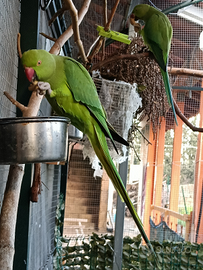 Parochetto dal colare