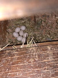 Inseparabili roseicollis