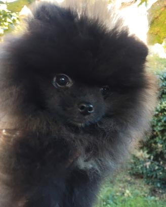 Spitz di Pomerania