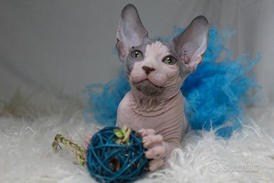 Sphynx in tutta Italia