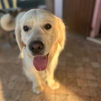 Golden retriver per monta