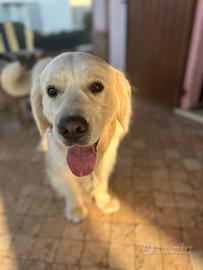 Golden retriver per monta