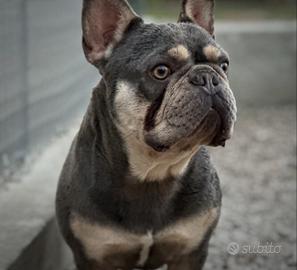 Bulldog francese lilac tan