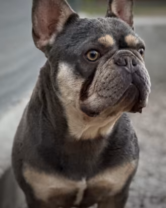 Bulldog francese lilac tan