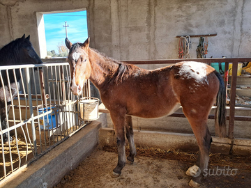 Cavallo Puledro appalosa