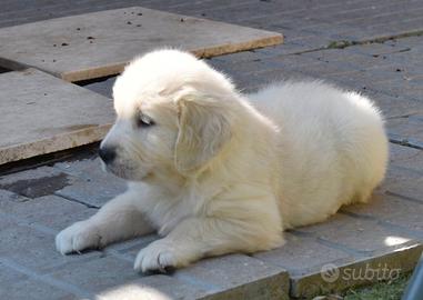 Golden retriever 90 giorni disponibili