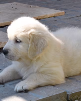 Golden retriever 90 giorni disponibili