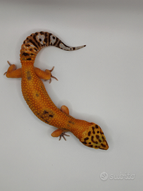 Geco leopardino