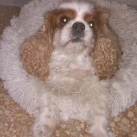 Cavalier King