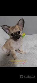 Cucciolo di chihuahua pelo lungo maschietto