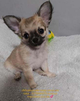 Cucciolo di chihuahua pelo lungo maschietto
