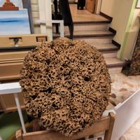 Spugna Naturale essiccata