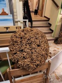 Spugna Naturale essiccata