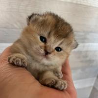 Scottish Fold/Straight