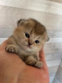 Scottish Fold/Straight