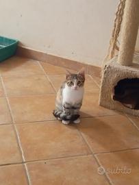 Cleo gattina 2 mesi