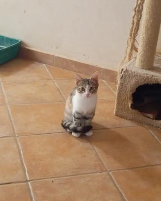 Cleo gattina 2 mesi