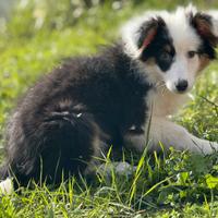 Pastore australiano con pedigree enci