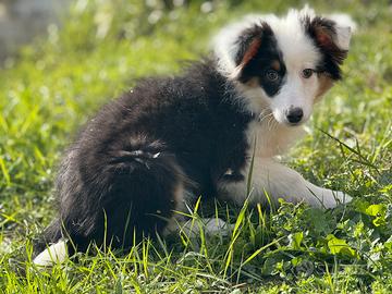 Pastore australiano con pedigree enci