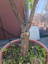 Bonsai di arancio