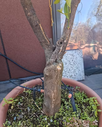 Bonsai di arancio