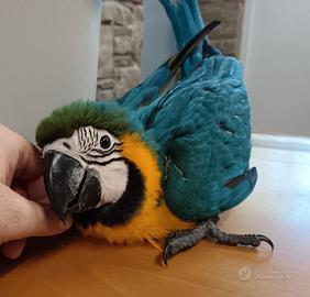Baby Ara Ararauna Blu e Giallo