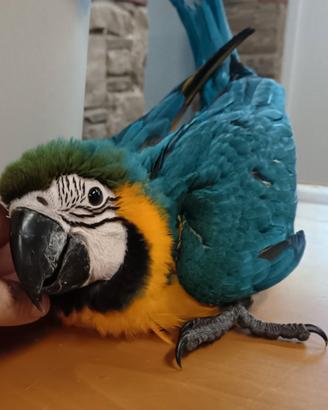 Baby Ara Ararauna Blu e Giallo