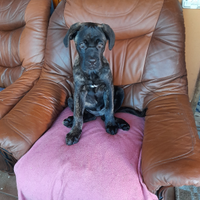 Cane corso, cuccioli