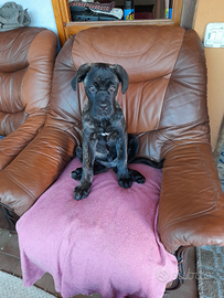 Cane corso, cuccioli