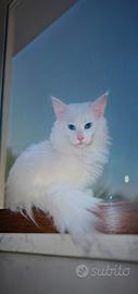 Maine coon