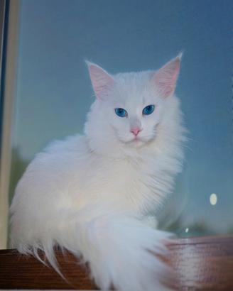 Maine coon