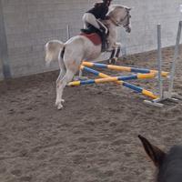 Doppia pony