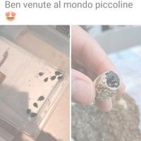 Tartarughe Sternotherus