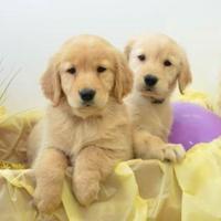 Golden Retriver stupendi