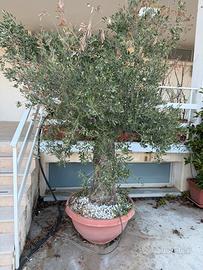 Piante di Ulivo