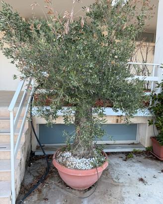 Piante di Ulivo