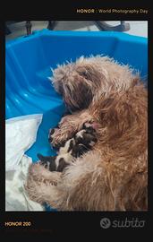 Cuccioli shih tzu