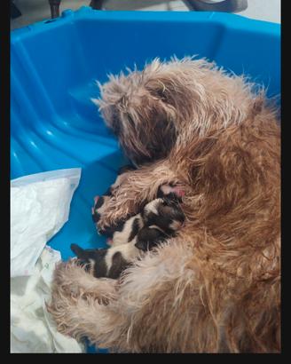 Cuccioli shih tzu