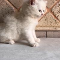 Cucciolo di gatto maschio disponibile