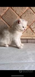 Cucciolo di gatto maschio disponibile