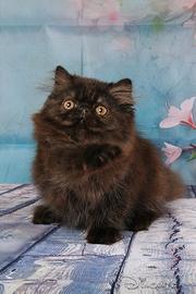 Gattina persiana nera