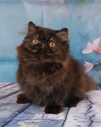 Gattina persiana nera