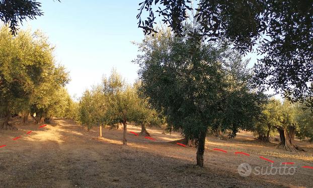 Terreno agricolo in contrada Fontanelle