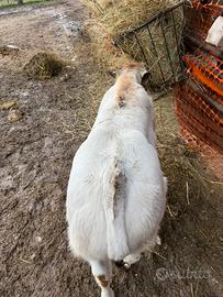 Vitello maschio di razza piemontese