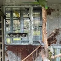 PARROCCHETTI DAL COLLARE