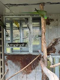 PARROCCHETTI DAL COLLARE